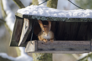 tierportraits