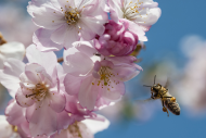 Blueten und Insekten